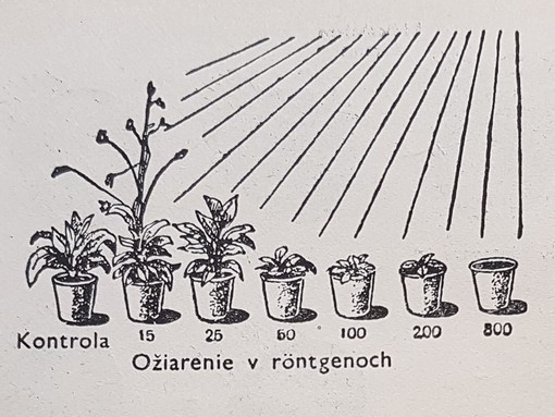 Rastliny a žiarenie